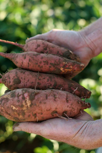 sweet potatoes-GEOF